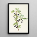Fruto de grosella espinosa Ribes lacustre - Mary Vaux Walcott — cuadro enmarcado en la pared