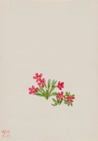 Mary Vaux Walcott - Primrose Primula angustifolia.webp