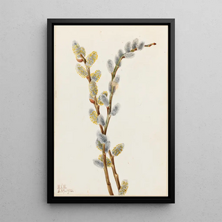 Mary Vaux Walcott - Pussy Willow Salix discolor.webp