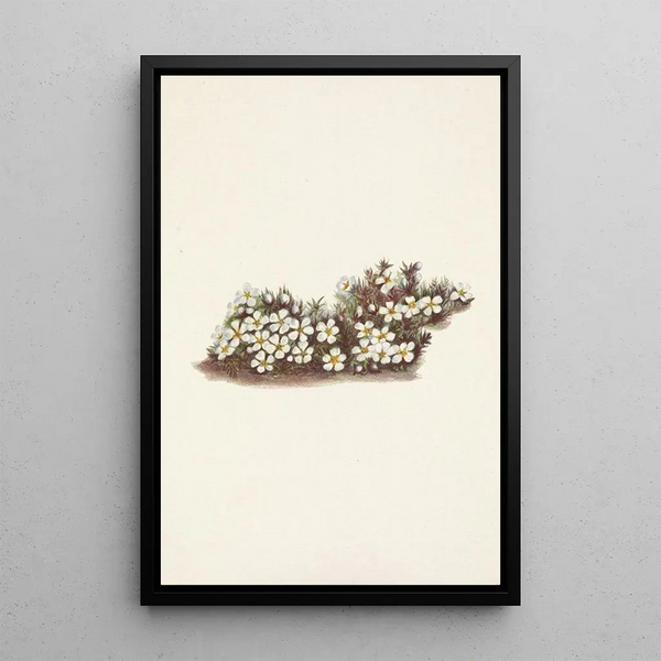 Mary Vaux Walcott - Pyxie Pyxidanthera barbulata.webp