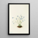 Houstonie azul - Mary Vaux Walcott — cuadro enmarcado en la pared