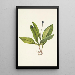 Mary Vaux Walcott - Queencup fruit Clintonia uniflora.webp