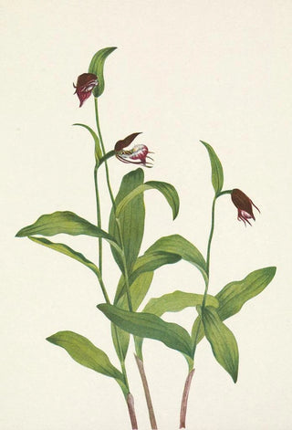 Mary Vaux Walcott - Ramshead Ladyslipper Cypripedium arietinum.webp