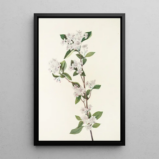 Mary Vaux Walcott - Red Chokeberry flower Aronia arbutifolia.webp