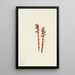 Hypopitys laineux - Mary Vaux Walcott — cuadro enmarcado en la pared