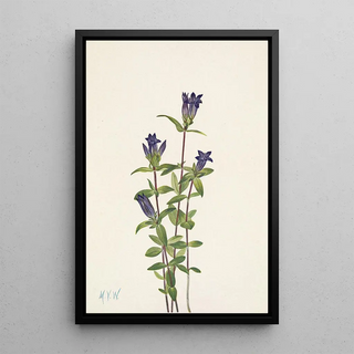 Mary Vaux Walcott - Riverbank Gentian Gentiana affinis.webp