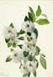 Sauce de las rocas Salix vestita - Mary Vaux Walcott — vista de la obra