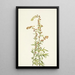 Artemisa de las rocas Artemisia discolor - Mary Vaux Walcott — cuadro enmarcado en la pared