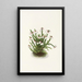 Cassiope of the Rocky Mountains Cassiope mertensiana - Mary Vaux Walcott — framed artwork on a wall