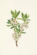Rhododendron of the Rocky Mountains Rhododendron albiflorum - Mary Vaux Walcott — artwork view