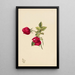 Rosa - Mary Vaux Walcott — cuadro enmarcado en la pared