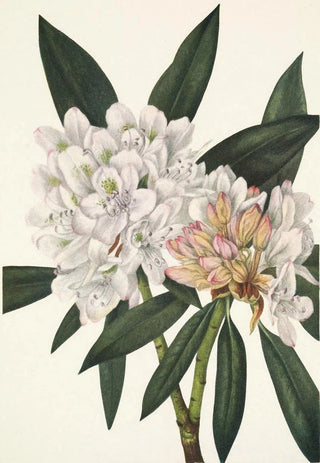 Mary Vaux Walcott - Rosebay Rhododendron Rhododendron maximum.webp