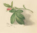 Rosebud - Mary Vaux Walcott — vista de la obra