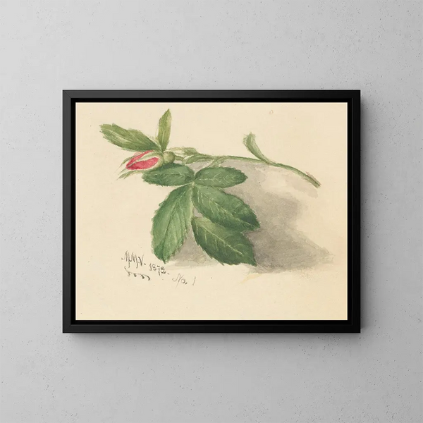 Rosebud - Mary Vaux Walcott — cuadro enmarcado en la pared