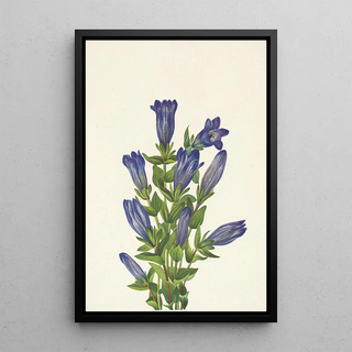 Mary Vaux Walcott - Ruff Gentian Gentiana calycosa.webp