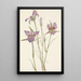 Mariposa a armoise Calochortus macrocarpus - Mary Vaux Walcott — cuadro enmarcado en la pared