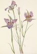 Mariposa a armoise Calochortus macrocarpus - Mary Vaux Walcott — vista de la obra