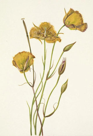 Mary Vaux Walcott - San Diego Mariposa Calochortus weedii.webp