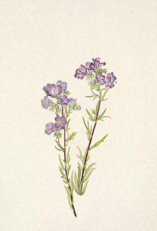 Mary Vaux Walcott - Sand Phacelia Phacelia linearis.webp