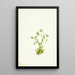 Saxifrage Saxifraga caespitosa - Mary Vaux Walcott — cuadro enmarcado en la pared