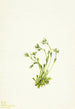Saxifrage Saxifraga caespitosa - Mary Vaux Walcott — vista de la obra