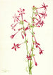 Gilia escarlata Gilia aggregata - Mary Vaux Walcott — vista de la obra
