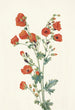 Mauve globo escarlata Sphaeralcea grossulariaefolia - Mary Vaux Walcott — vista de la obra