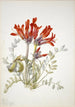 Loco écarlate Astragalus coccineus - Mary Vaux Walcott — vista de la obra
