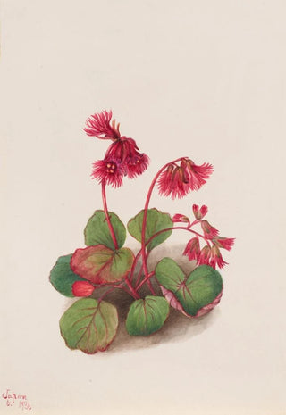 Mary Vaux Walcott - Schizocodon soldanelloides.webp