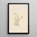 Sedum stenopetalum - Mary Vaux Walcott — cuadro enmarcado en la pared