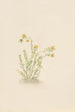 Sedum stenopetalum - Mary Vaux Walcott — vista de la obra