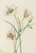Ségo Lily Calochortus nuttallii - Mary Vaux Walcott — vista de la obra