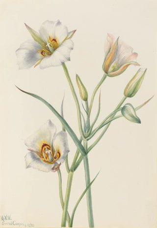 Mary Vaux Walcott - Sego Lily Calochortus nuttallii.webp