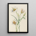 Ségo Lily Calochortus nuttallii - Mary Vaux Walcott — cuadro enmarcado en la pared