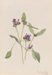 Prunelle común Prunella vulgaris - Mary Vaux Walcott — vista de la obra