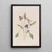 Prunelle común Prunella vulgaris - Mary Vaux Walcott — cuadro enmarcado en la pared