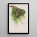 Sequoia gigante Sequoia gigantea - Mary Vaux Walcott — cuadro enmarcado en la pared