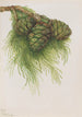 Sequoia gigante Sequoia gigantea - Mary Vaux Walcott — vista de la obra