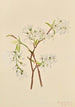 Amélanchier oblongifolia - Mary Vaux Walcott — vista de la obra