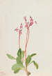 Dodecatheon hendersonii - Mary Vaux Walcott — vista de la obra