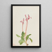 Dodecatheon hendersonii - Mary Vaux Walcott — cuadro enmarcado en la pared