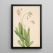 Dodecatheon meadia - Mary Vaux Walcott — cuadro enmarcado en la pared