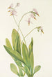 Dodecatheon meadia - Mary Vaux Walcott — vista de la obra