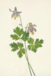 de Ancolie à éperon court Aquilegia brevistyla - Mary Vaux Walcott — vista de la obra
