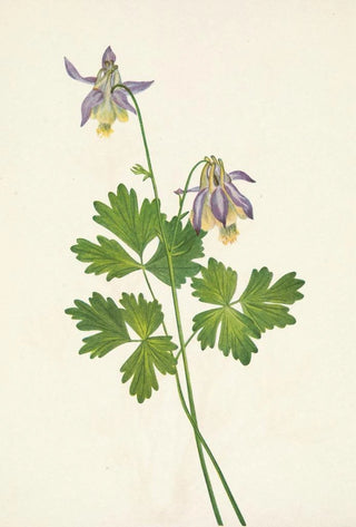 Mary Vaux Walcott - Shortspur Columbine Aquilegia brevistyla.webp