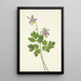 de Ancolie à éperon court Aquilegia brevistyla - Mary Vaux Walcott — cuadro enmarcado en la pared