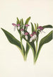 Orchis espectaculares Orchis spectabilis - Mary Vaux Walcott — vista de la obra