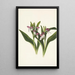Orchis espectaculares Orchis spectabilis - Mary Vaux Walcott — cuadro enmarcado en la pared
