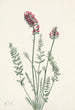 Oxytrope splendens - Mary Vaux Walcott — vista de la obra