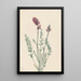 Oxytrope splendens - Mary Vaux Walcott — cuadro enmarcado en la pared